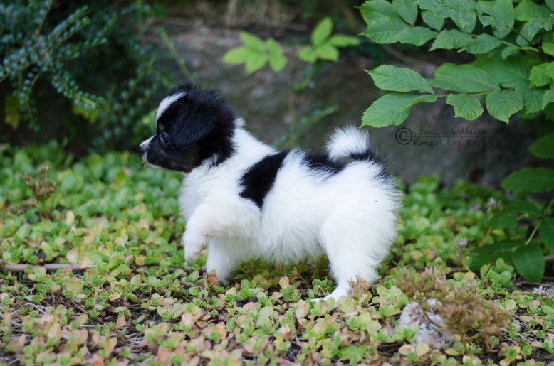 FOR SALE: Yatzy Player - Male