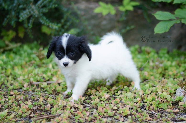 FOR SALE: Young At Heart - Male