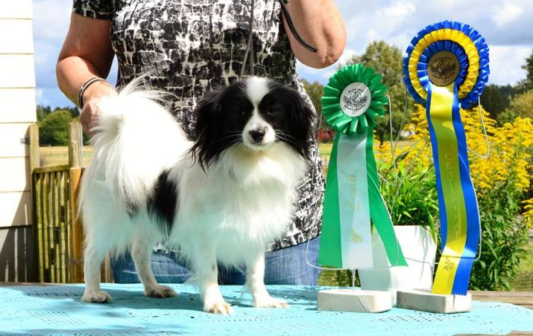 13989722_1257235357642235_437313689_n