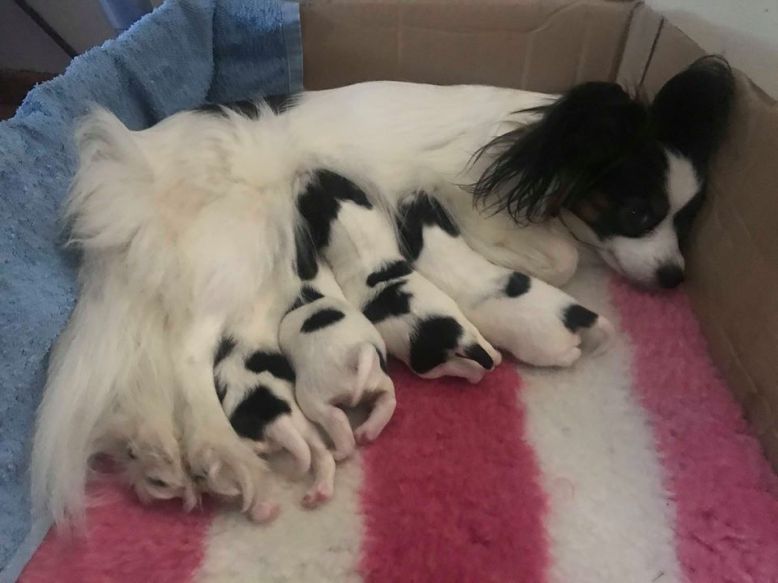 52416208_2062216633868858_3140225584253108224_n