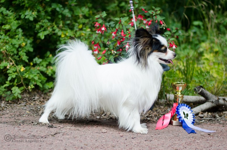 NickCert1_20190701_1